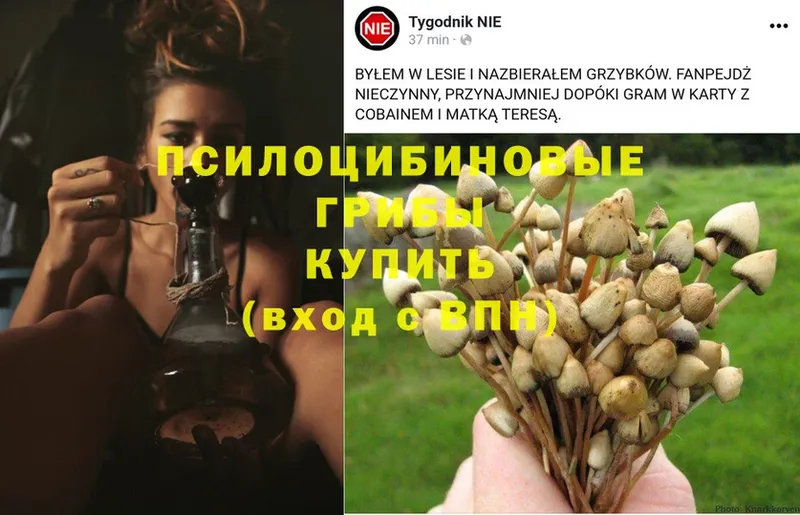 МЕГА сайт  Хотьково  Галлюциногенные грибы Psilocybe 